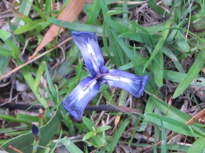 Herbertia pulchella, photographed by Rafael Tosi