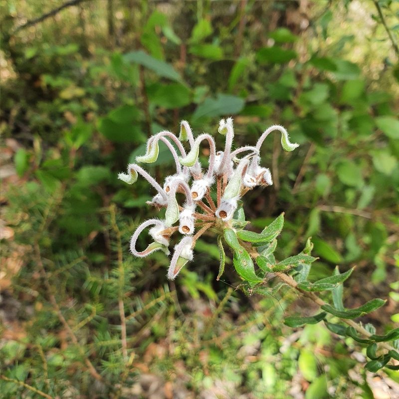 Grevillea buxifolia, photographed by ronavery