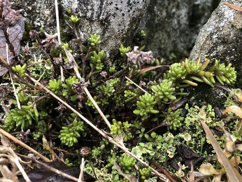 Sedum alpestre, photographed by Pavel Kacl