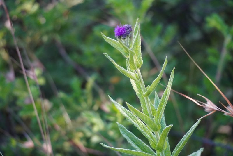 Hilliardiella hirsuta, photographed by Matthew Fainman