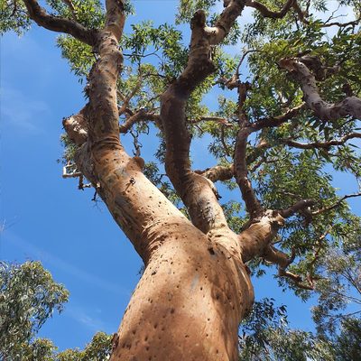 Angophora costata, photographed by ronavery