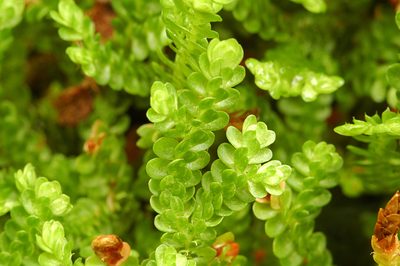 Selaginella douglasii, photographed by Timothy McNitt