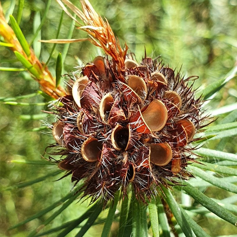 Pultenaea stipularis, photographed by ronavery