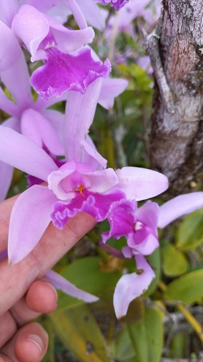 Cattleya intermedia, photographed by JG