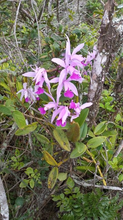 Cattleya intermedia, photographed by JG