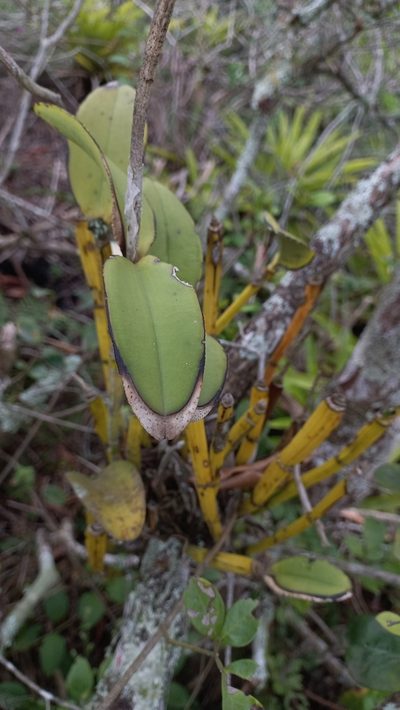 Cattleya intermedia, photographed by JG