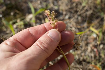 Cenchrus spinifex, photographed by Tim Johnson