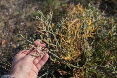 Echinophora spinosa, photographed by Tim Johnson