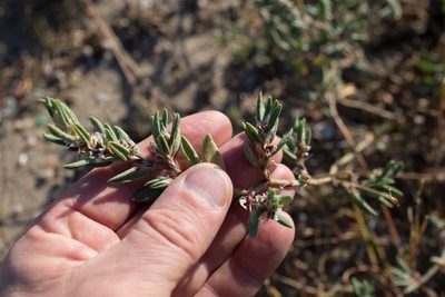Polygonum maritimum, photographed by Tim Johnson