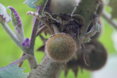 Solanum quitoense, photographed by Dario Taraborelli