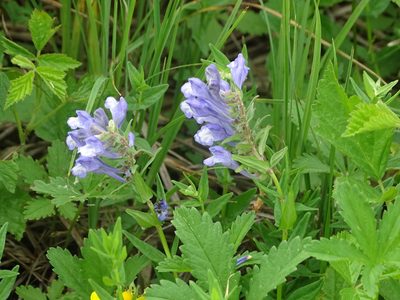 Scutellaria hastifolia, photographed by Grzegorz Grzejszczak