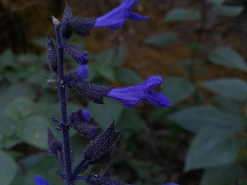Salvia concolor, photographed by miguelm_b