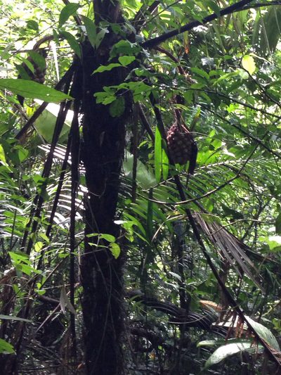 Astrocaryum alatum, photographed by naturalist charlie