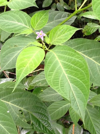 Lycianthes heteroclita, photographed by naturalist charlie