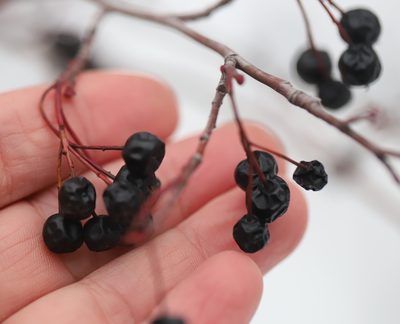 Aronia melanocarpa