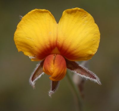 Jacksonia restioides, photographed by Charles Stirton
