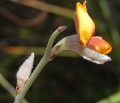 Jacksonia restioides, photographed by Charles Stirton