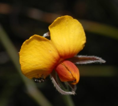 Jacksonia restioides, photographed by Charles Stirton