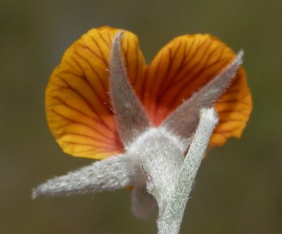 Jacksonia restioides, photographed by Charles Stirton