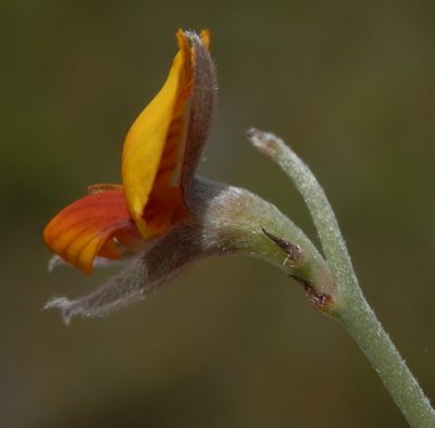 Jacksonia restioides, photographed by Charles Stirton