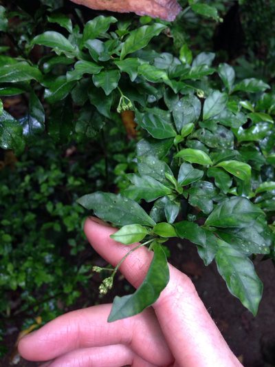 Psychotria biaristata, photographed by naturalist charlie