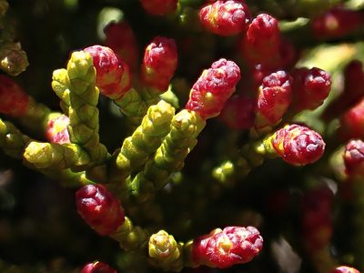 Halocarpus bidwillii, photographed by Duncan Cunningham