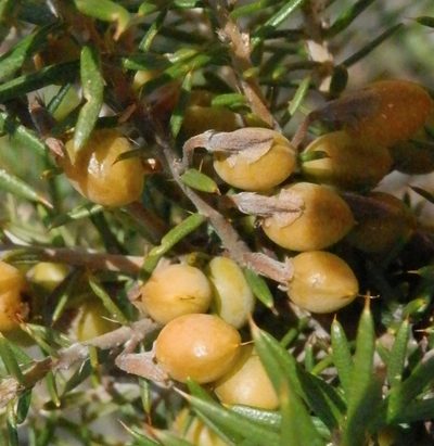 Hovea pungens, photographed by Charles Stirton