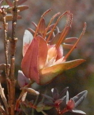 Darwinia citriodora, photographed by Charles Stirton