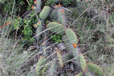 Opuntia stenopetala, photographed by Francisco Martínez González