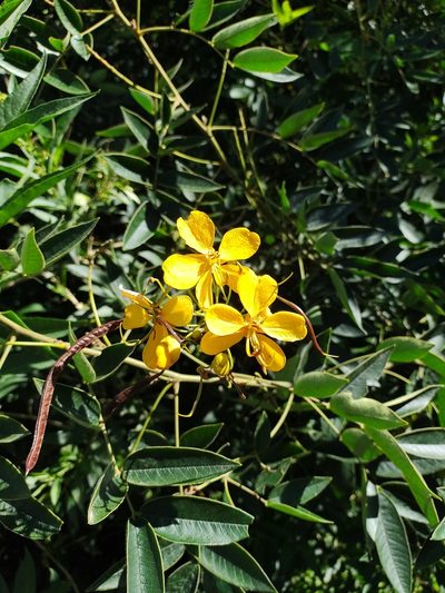 Senna burkartiana, photographed by Marien Béguelin