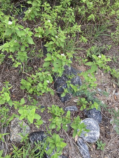 Lantana grisebachii, photographed by Facundo Chieffo