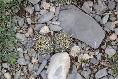 Sclerocactus scheeri, photographed by Francisco Martínez González