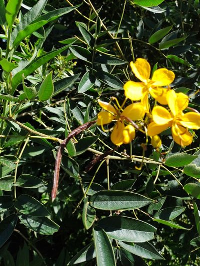 Senna burkartiana, photographed by Marien Béguelin