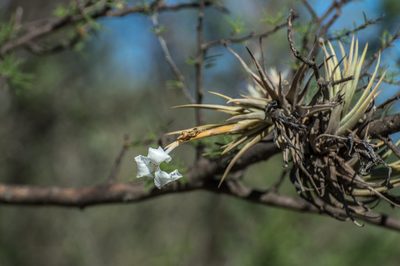 Tillandsia xiphioides, photographed by Facundo Chieffo