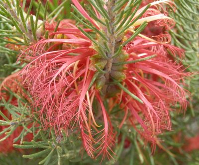 Melaleuca quadrifida, photographed by Charles Stirton