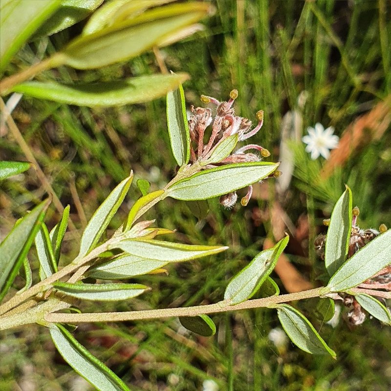 Grevillea sphacelata, photographed by ronavery