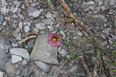 Cylindropuntia kleiniae, photographed by Francisco Martínez González