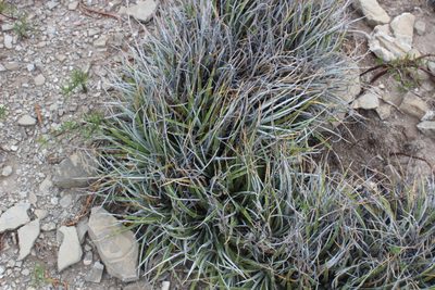 Hechtia texensis, photographed by Francisco Martínez González