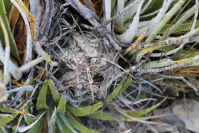 Astrophytum capricorne, photographed by Francisco Martínez González