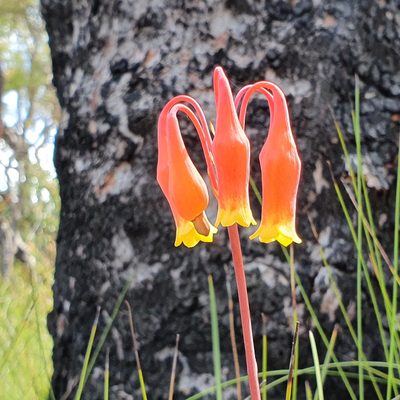 Blandfordia nobilis, photographed by ronavery