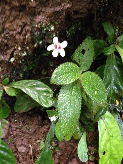 Napeanthus apodemus, photographed by naturalist charlie