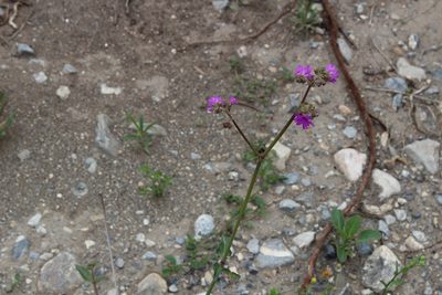 Mirabilis viscosa, photographed by Francisco Martínez González