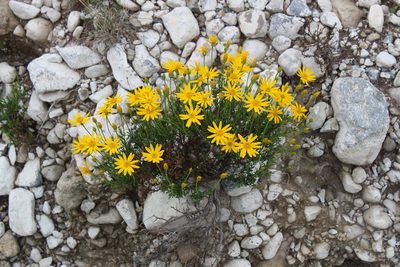 Chrysactinia mexicana, photographed by Francisco Martínez González