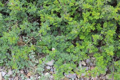 Mimosa texana, photographed by Francisco Martínez González