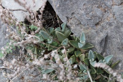 Lenophyllum guttatum, photographed by Francisco Martínez González