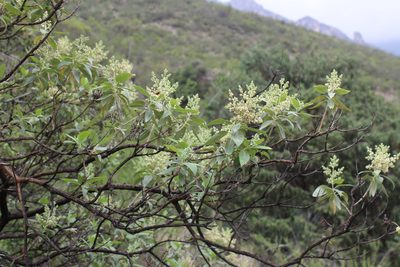 Buddleja cordata, photographed by Francisco Martínez González
