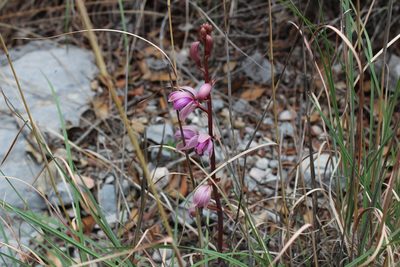 Bletia mexicana, photographed by Francisco Martínez González