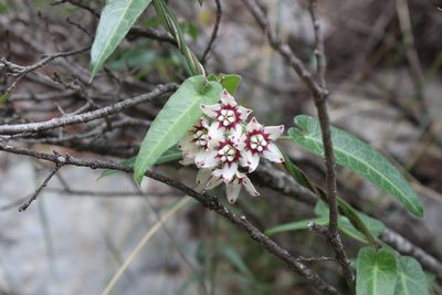 Funastrum torreyi, photographed by Francisco Martínez González