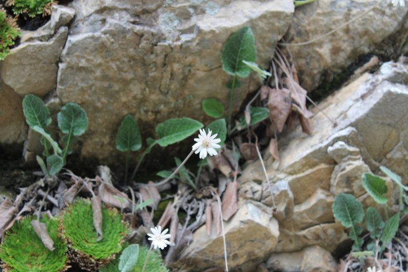 Chaptalia lyratifolia, photographed by Francisco Martínez González