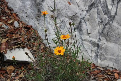Zinnia juniperifolia, photographed by Francisco Martínez González